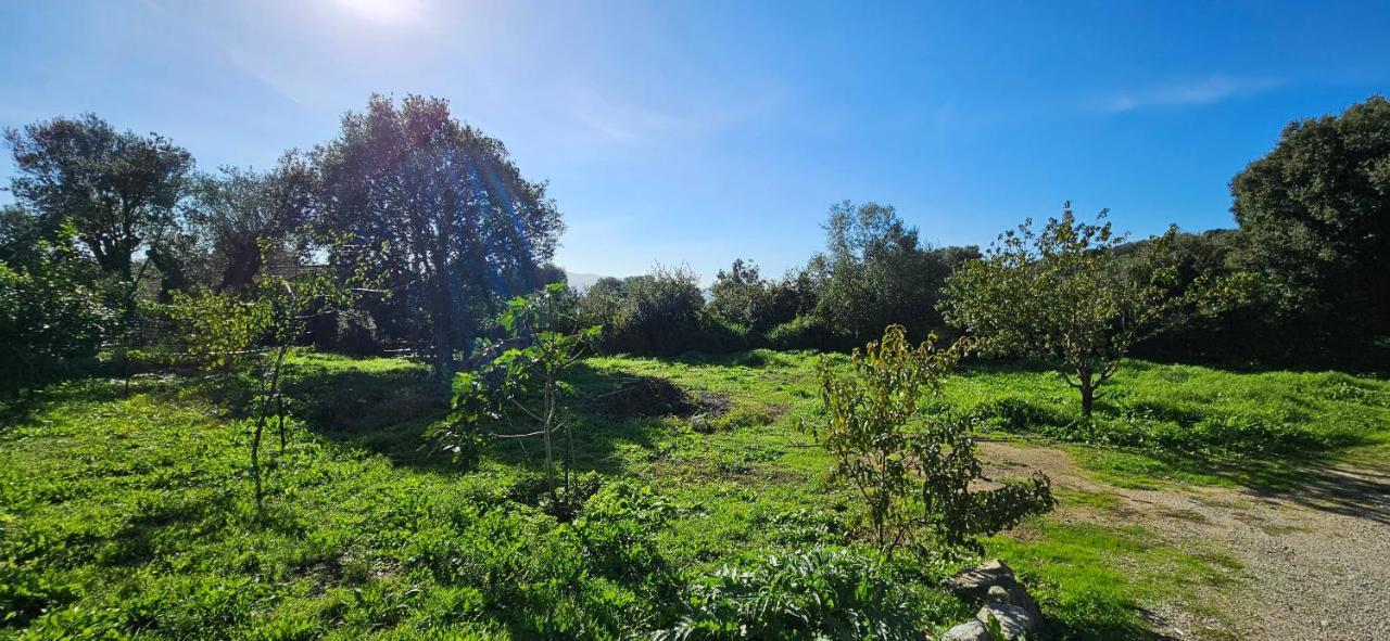 T3 Paisible Quartier Vigna Maggiore, Olmeto Olmeto  Eksteriør billede